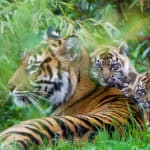 Go wild at Chester Zoo