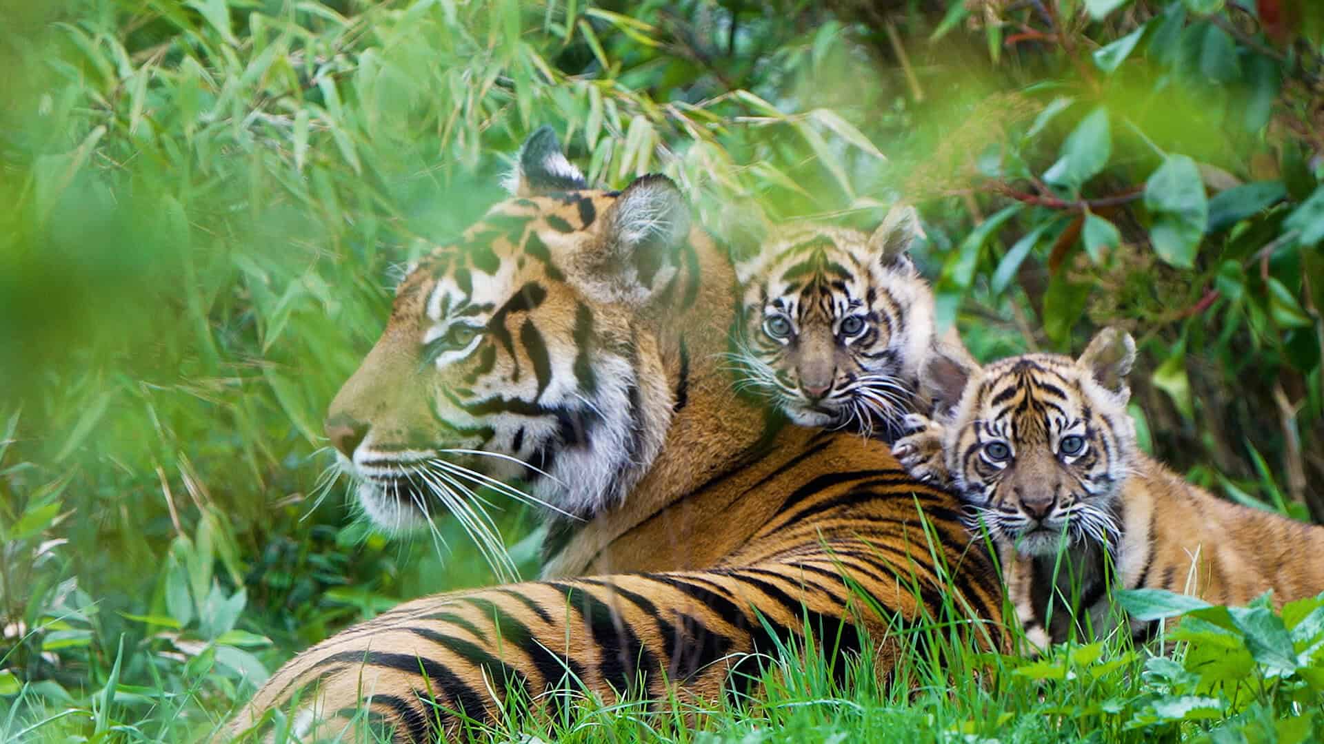 sumatran tiger chester zoo