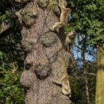 Explore Trentham Monkey Forest like never before with new visitor app