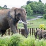 Herd the news? West Midlands Safari Park welcomes two African elephants