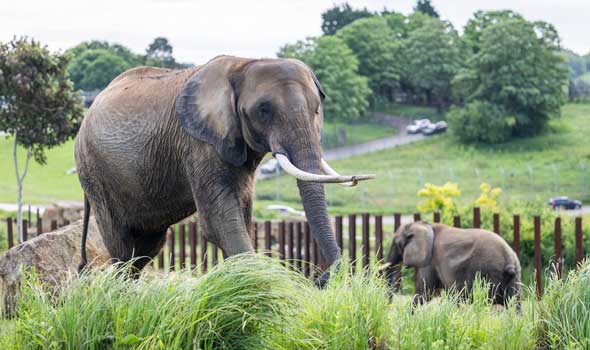 elephants at west midlands safari park 2
