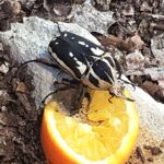 Discover the world of beetles this summer at  Stratford Butterfly Farm